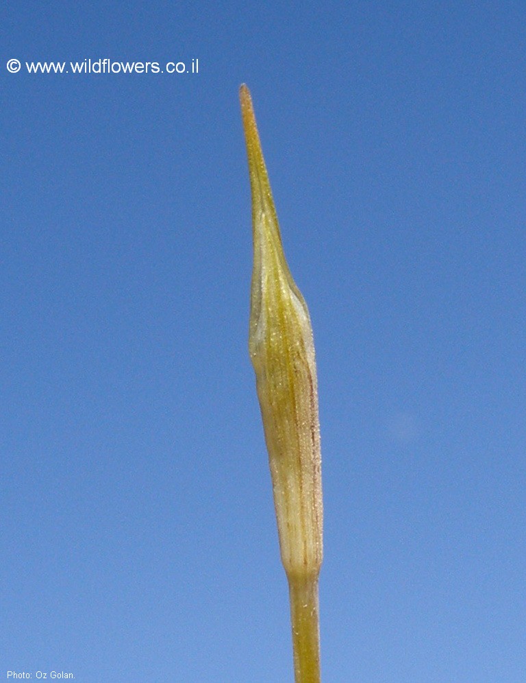 Allium kollmannianum